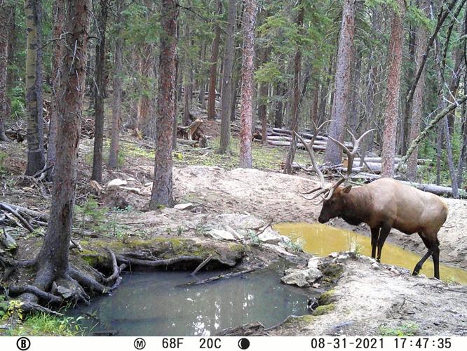 Trail cam photo from Mount Tom Conservation Corridor_Cappellos (2).jpg