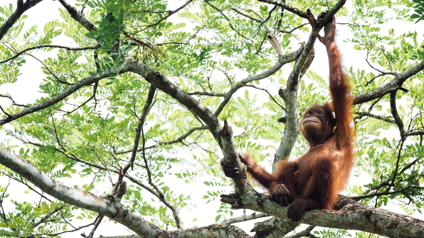 Meet Jack Dalton, Barron Prize Winner and the nature conservationist who started by saving the orangutans at age 8