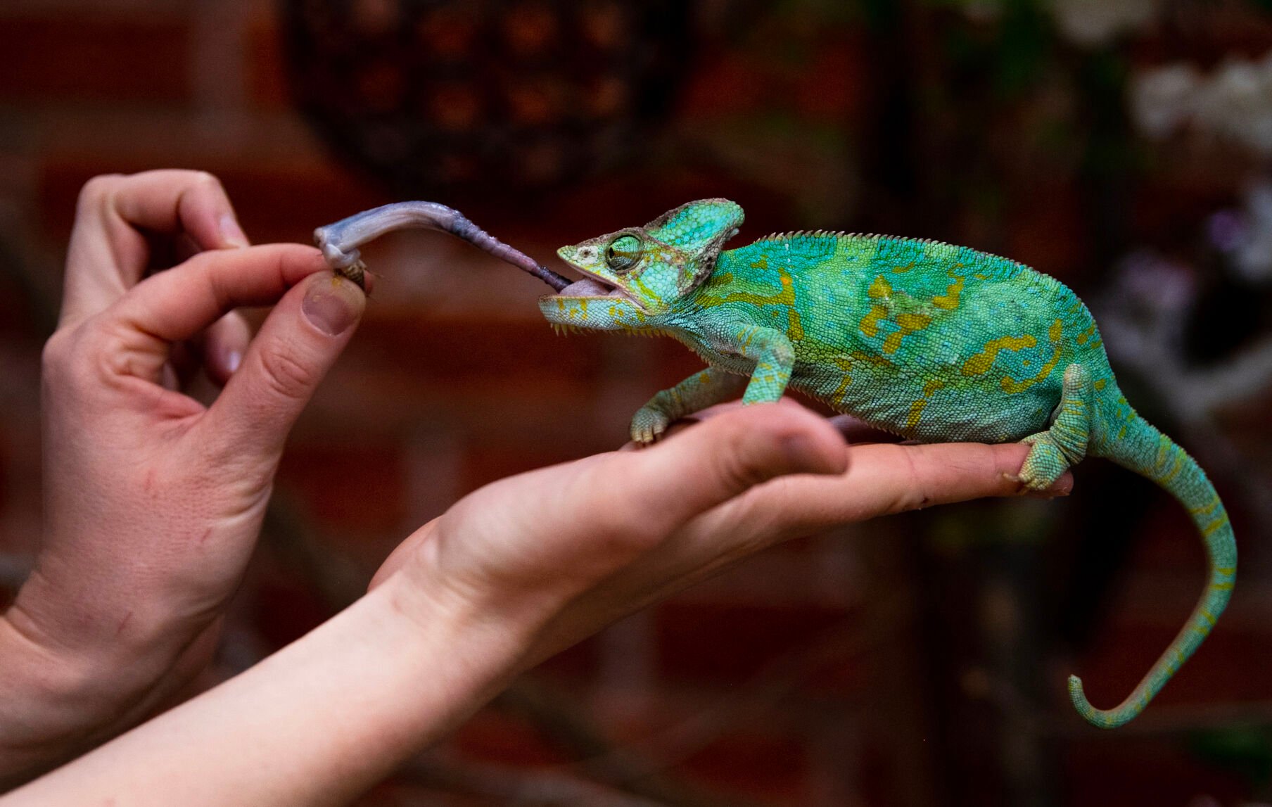 Girl George extends her tongue to take a cricket from Scutes Family Gallery lead keeper Amber Callen-Ward’s hand. Chameleon’s tongues can be twice as long as their bodies, tail included. (Parker Seibold)
