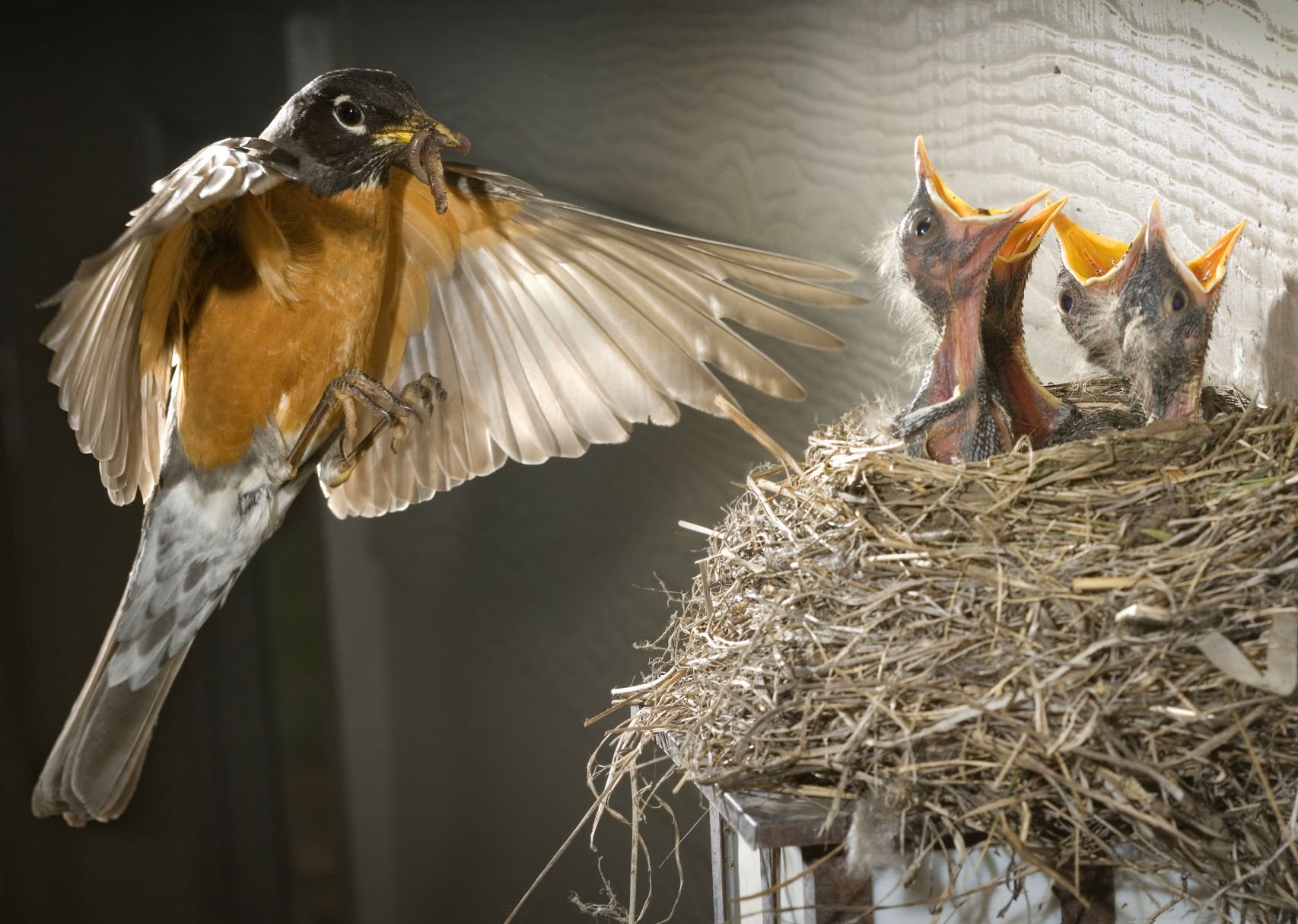 An American robin flies in with a beak full of worms to feed her young. What do you do if you find a tiny bird outside the nest? Can you pick it up and put it back in the nest? Should you bring it inside? Aiken Audubon Society President Clark Jones has some answers. (the gazette file)
