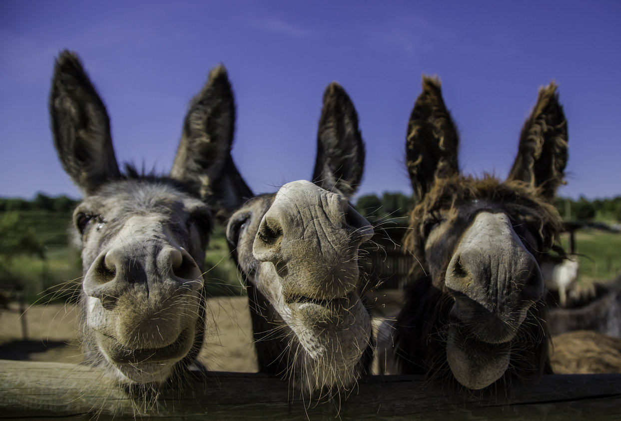 Donkeys set to be released to roam Colorado mountain town
