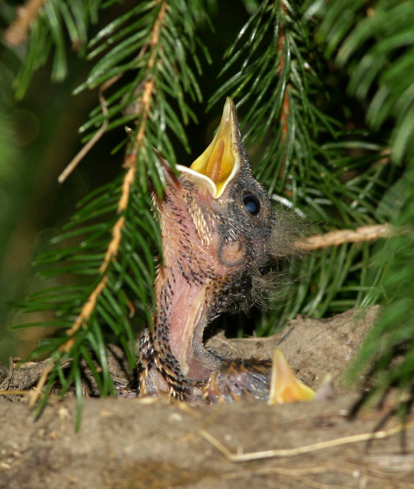 A baby bird waits in a nest for its mother to return with food. (the associated press file)