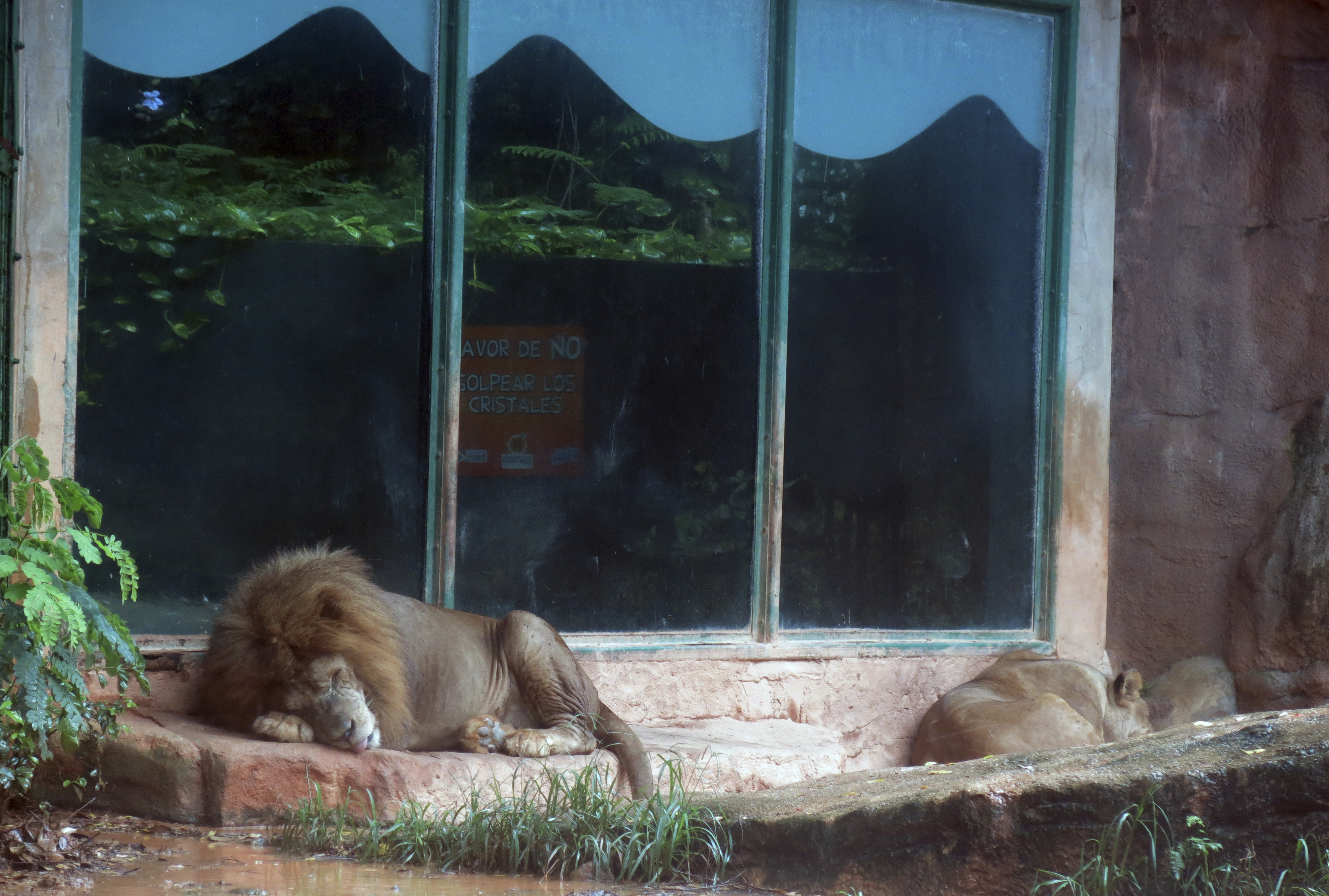 Puerto Rico zoo animals arrive in Colorado following closure