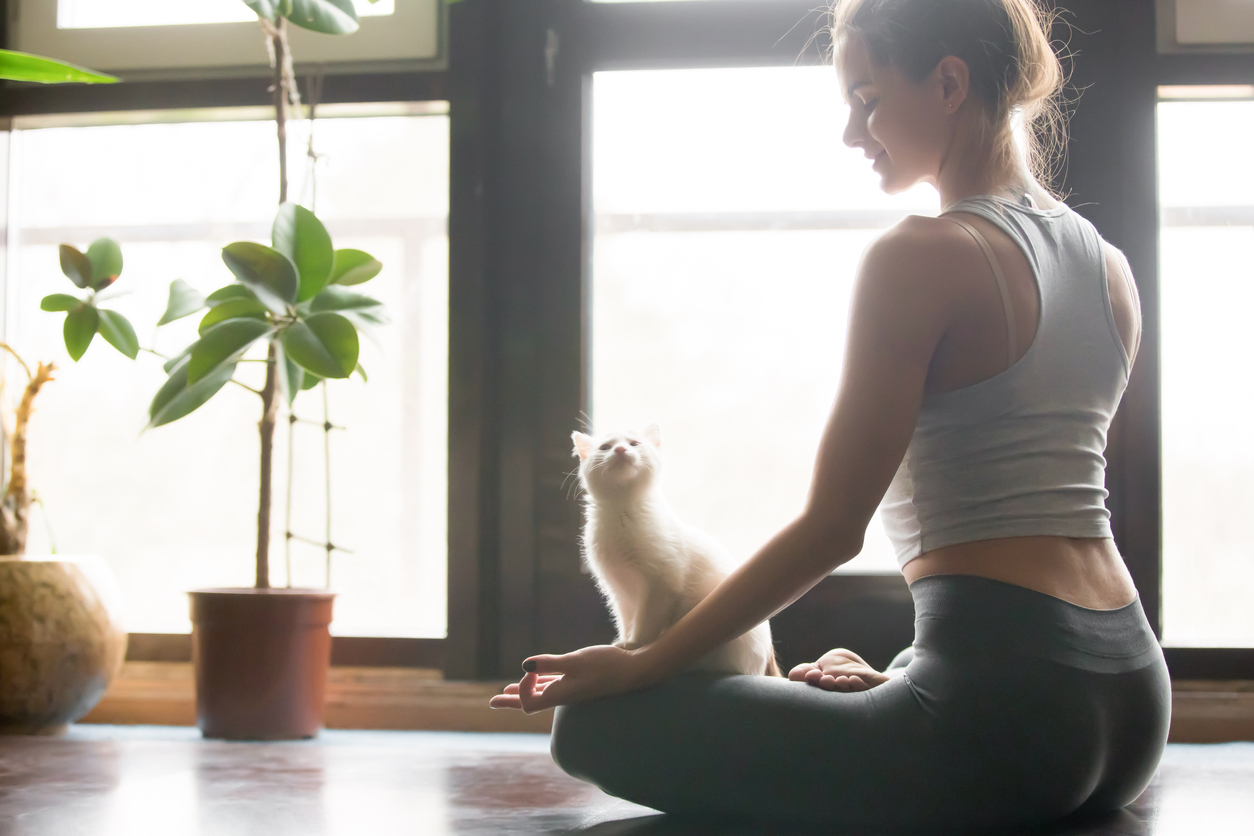 Denver Animal Shelter announces return of ‘Cats on Mats’ yoga series