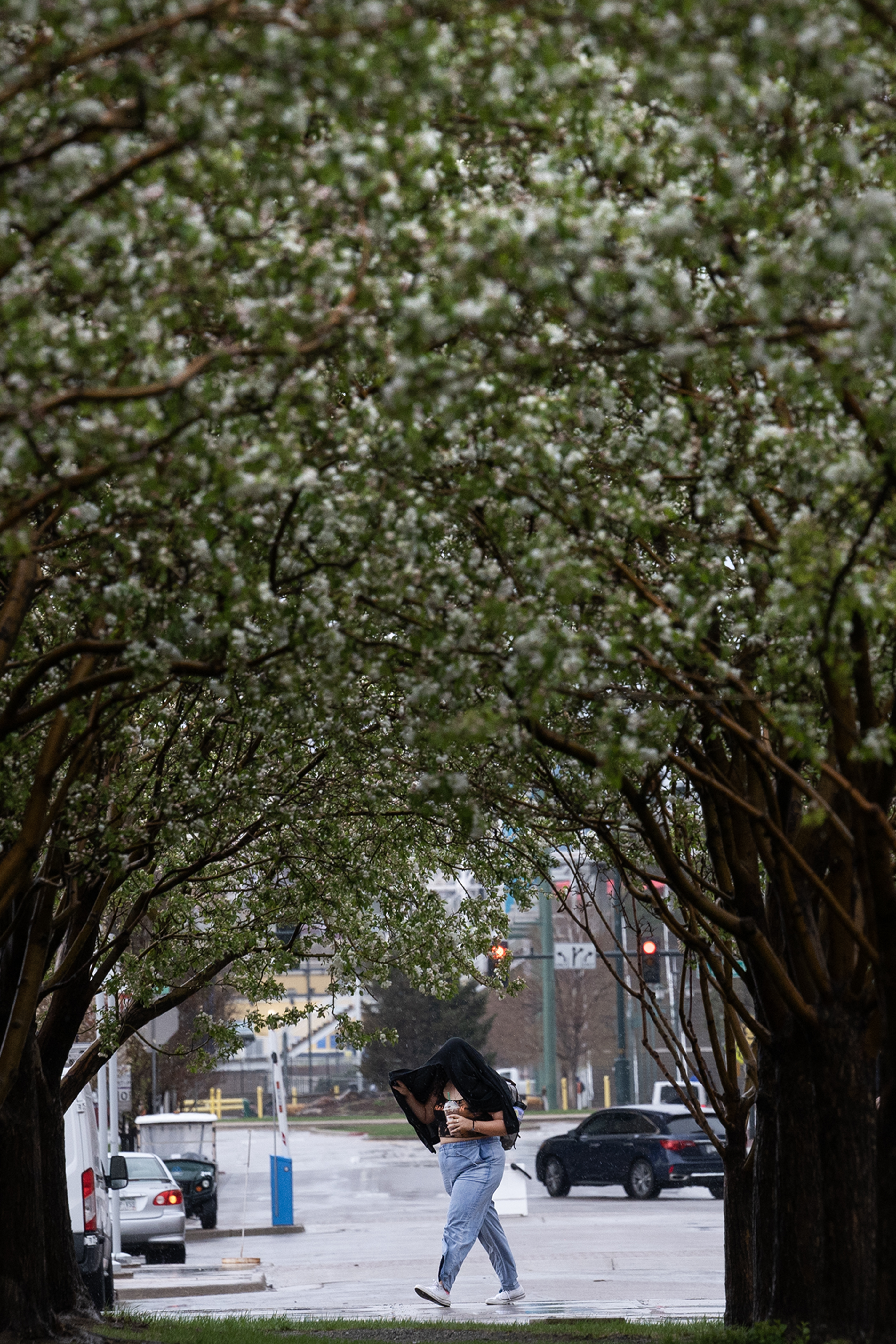 A pedestrian uses their jacket to block the rain as they walk through the Auraria Campus during a rainstorm on Tuesday, April 25, 2023, in Denver, Colo. (Timothy Hurst/Denver Gazette) (TimHursttim.hurst@gazette.comhttps://secure.gravatar.com/avatar/aca82bd62b4ee425c598527cd6faa1b1?d=mm&r=g)