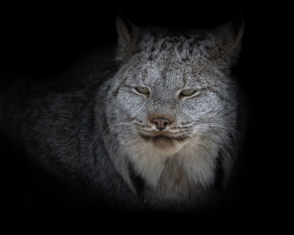 Stock photo. See images of the animal spotted in Colorado below. Photo Credit: Jean Landry (iStock). (Jean Landry)