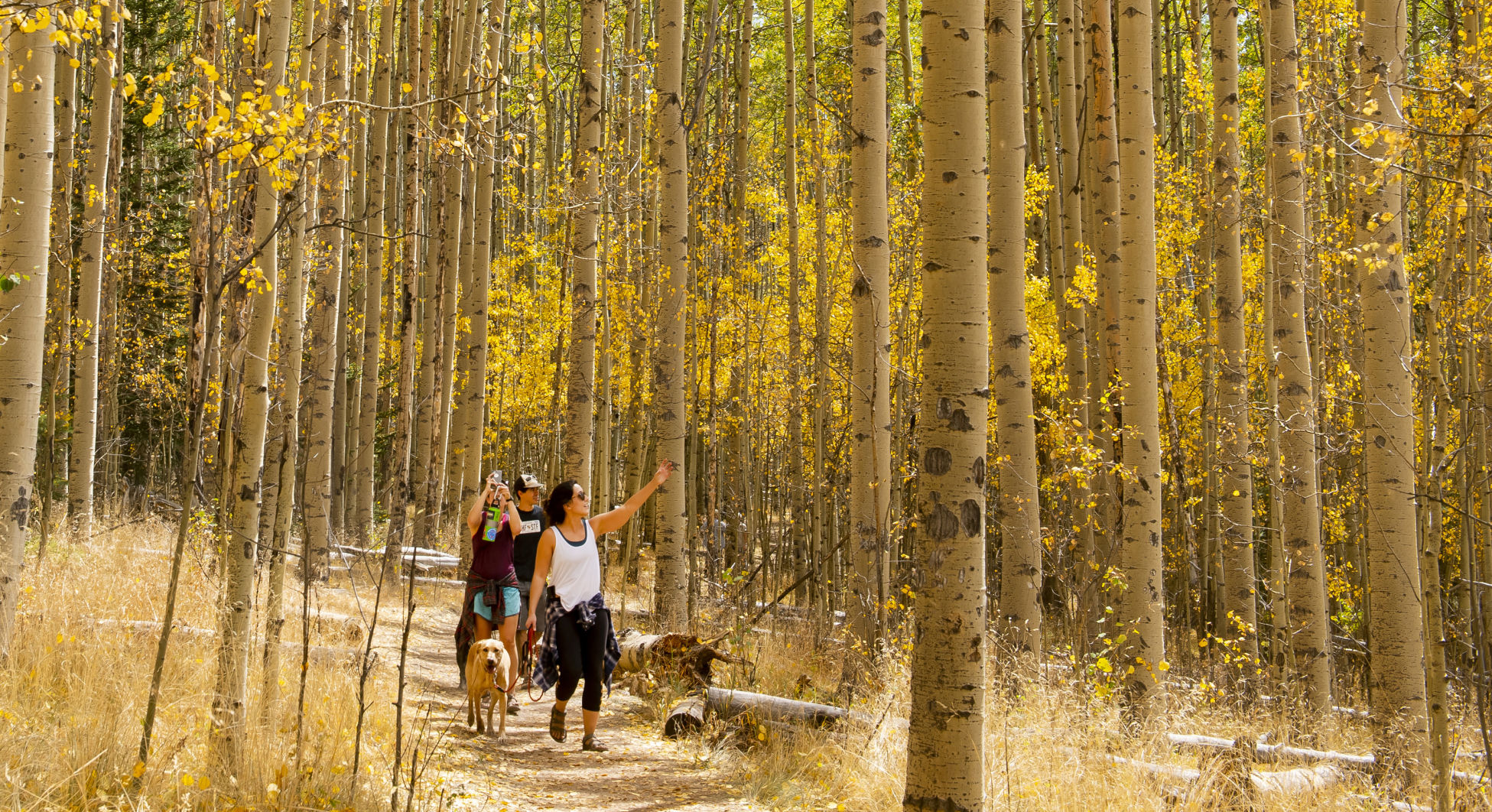 Emelie Young, front, walks her dog Lillian as her friend Lane Kurajian, left, takes pictures of the aspens and her husband William Young walks behind with their other dog Penny on one of the trails by Kenosha Pass outside Fairplay. (Dougal Brownlie, The Gazette/)
