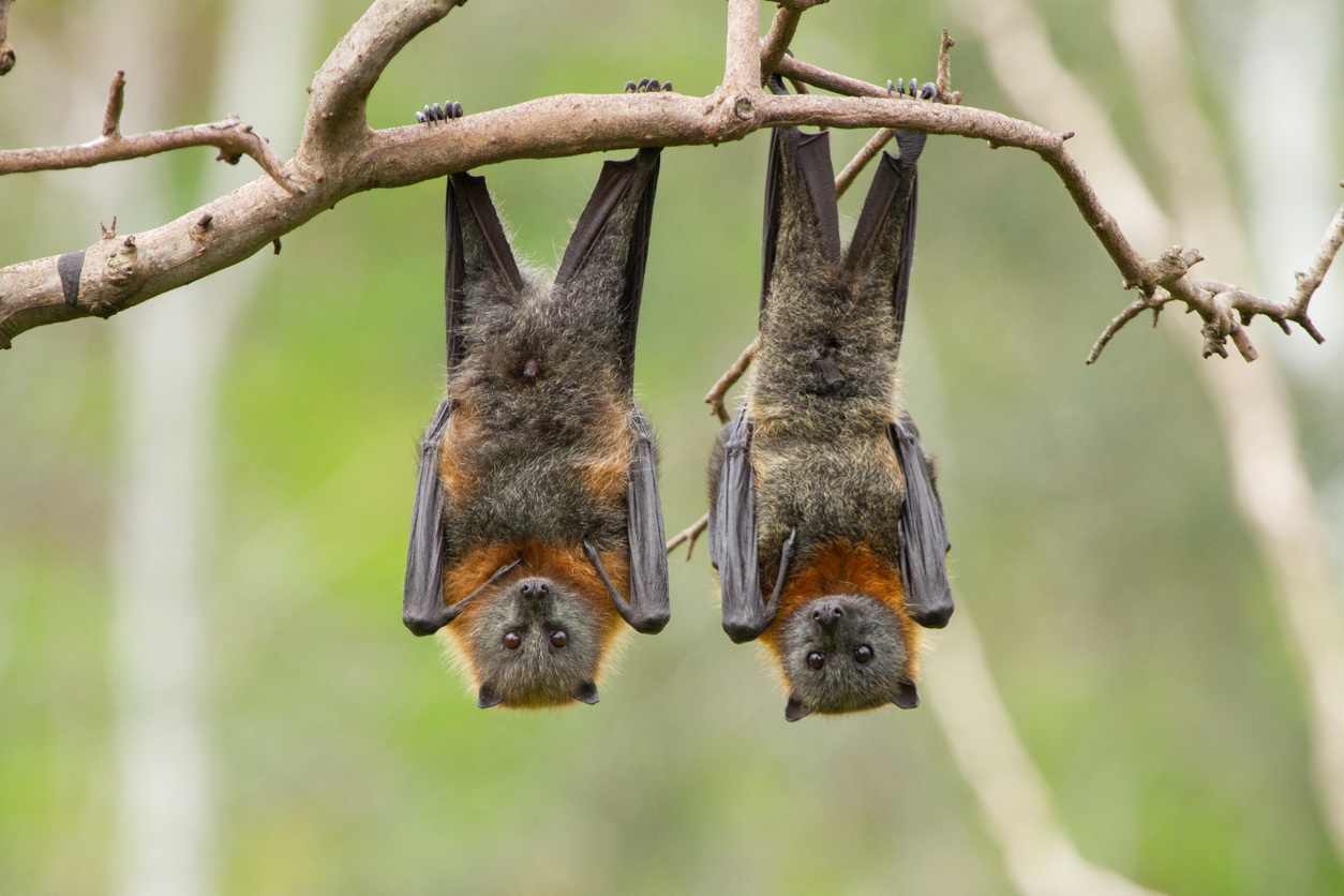 Hey look: Its a fruit bat. or two. (CraigRJD)