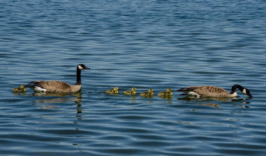 Canada geese goslings swim with their parents. (Elisa Dahlberg/U.S. Fish and Wildlife Service)