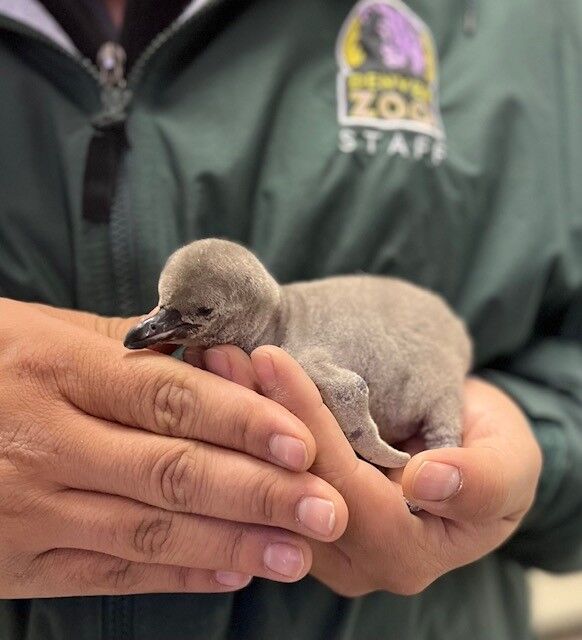 A zookeeper holds a Humboldt penguin chick at the Denver Zoo. (Courtesy of the Denver Zoo)