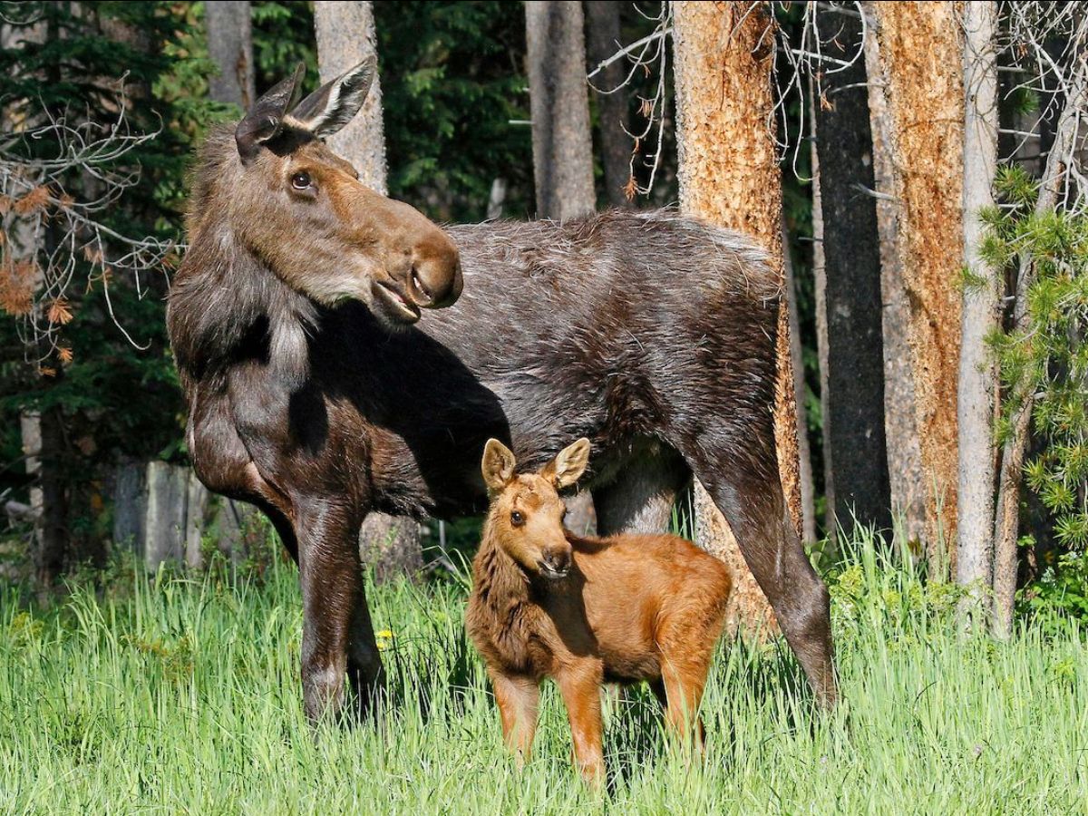 Photo Courtesy: Colorado Parks and Wildlife (CPW)