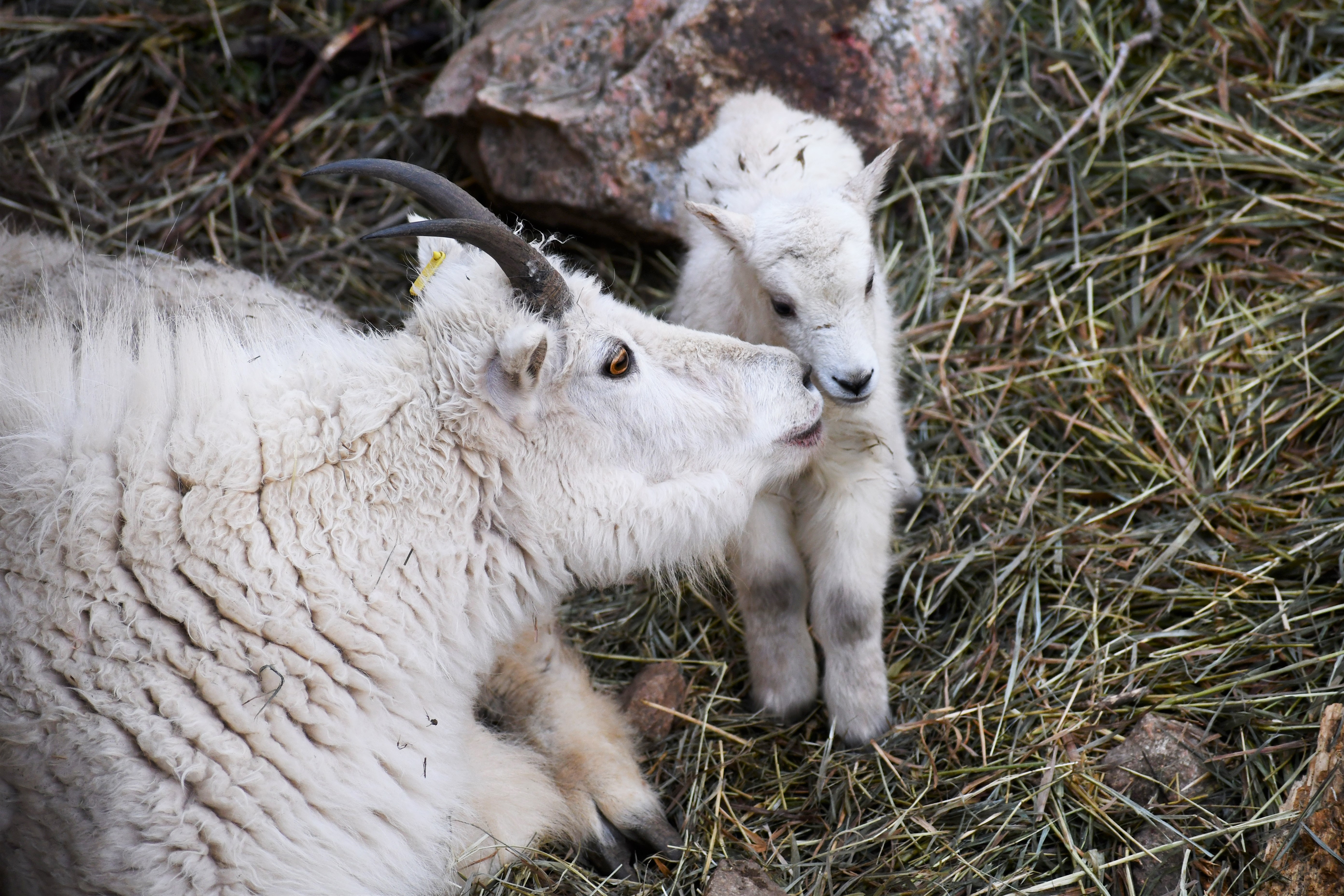 Rocky Mountain goat kid Blanca with her mother Lena at the Cheyenne Mountain Zoo. (Courtesy of Cheyenne Mountain Zoo)