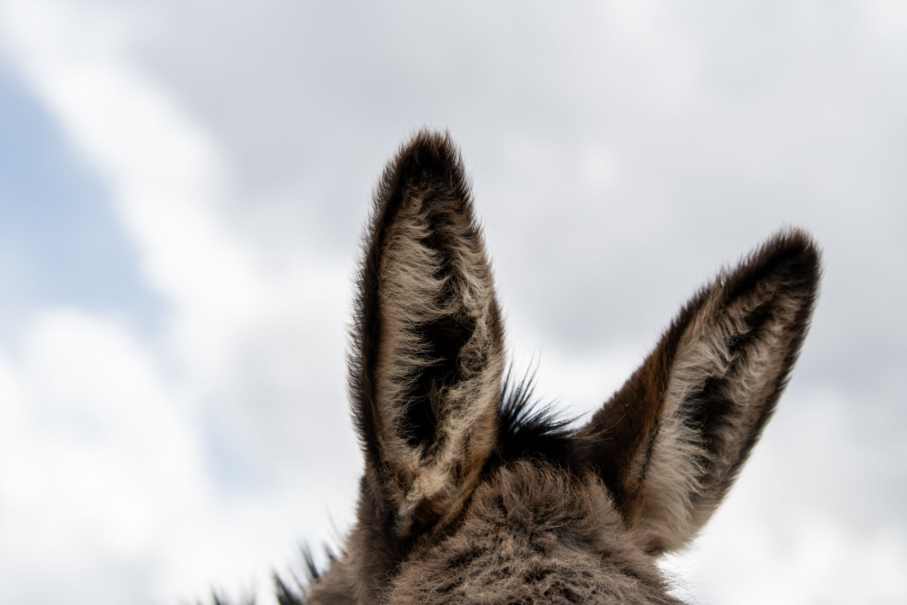 The sun shines on the ears of a donkey on Friday, May 5, 2023. (Parker Seibold, The Gazette) (Parker Seibold)