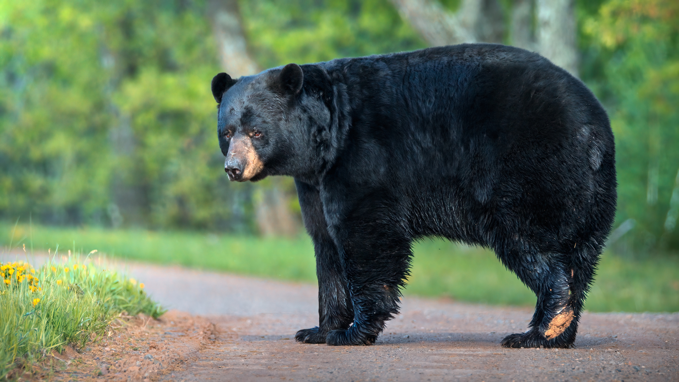 Bear euthanized after repeatedly entering Colorado home, homeowner cited for feeding big game