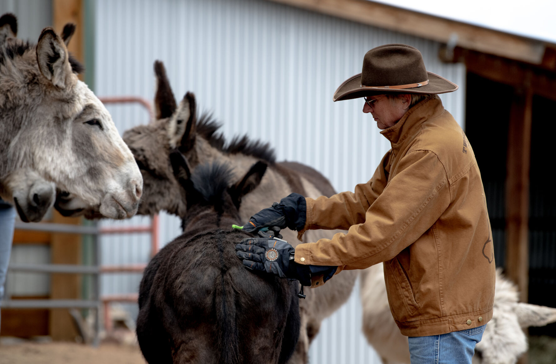 Two Mile High Club member Loren Gollhardt brushes one of the donkeys. (Parker Seibold, the gazette)