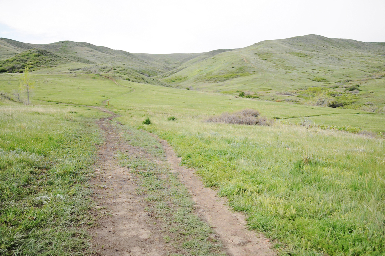 After heavy rains the past few weeks, Green Mountain is in spring full bloom with vegetation and wildflowers rarely seen on the mountain making an appearance on Thursday, May 18, 2023. (TomHellauerMultimedia Producertom.hellauer@denvergazette.comhttps://denvergazette.com/content/tncms/avatars/f/9e/622/f9e6228a-3b6b-11ed-bf10-fbb71fa8e421.f54b911252c540f1d61709edc4727a39.png)