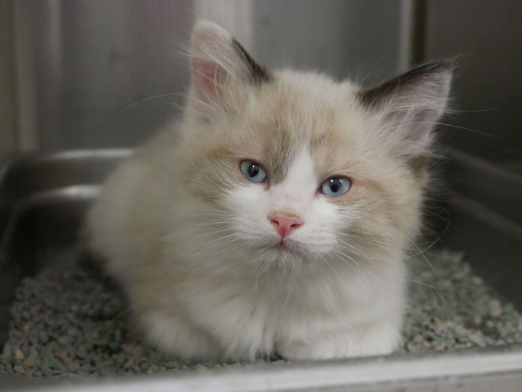 Over 130 animals brought to Colorado humane society in ‘alarming’ day
