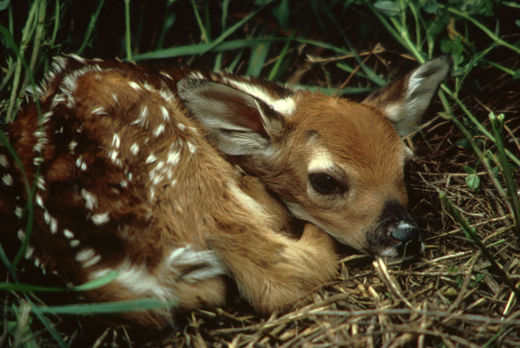 Coloradans will be more likely to spot baby animals this season—but don’t touch!
