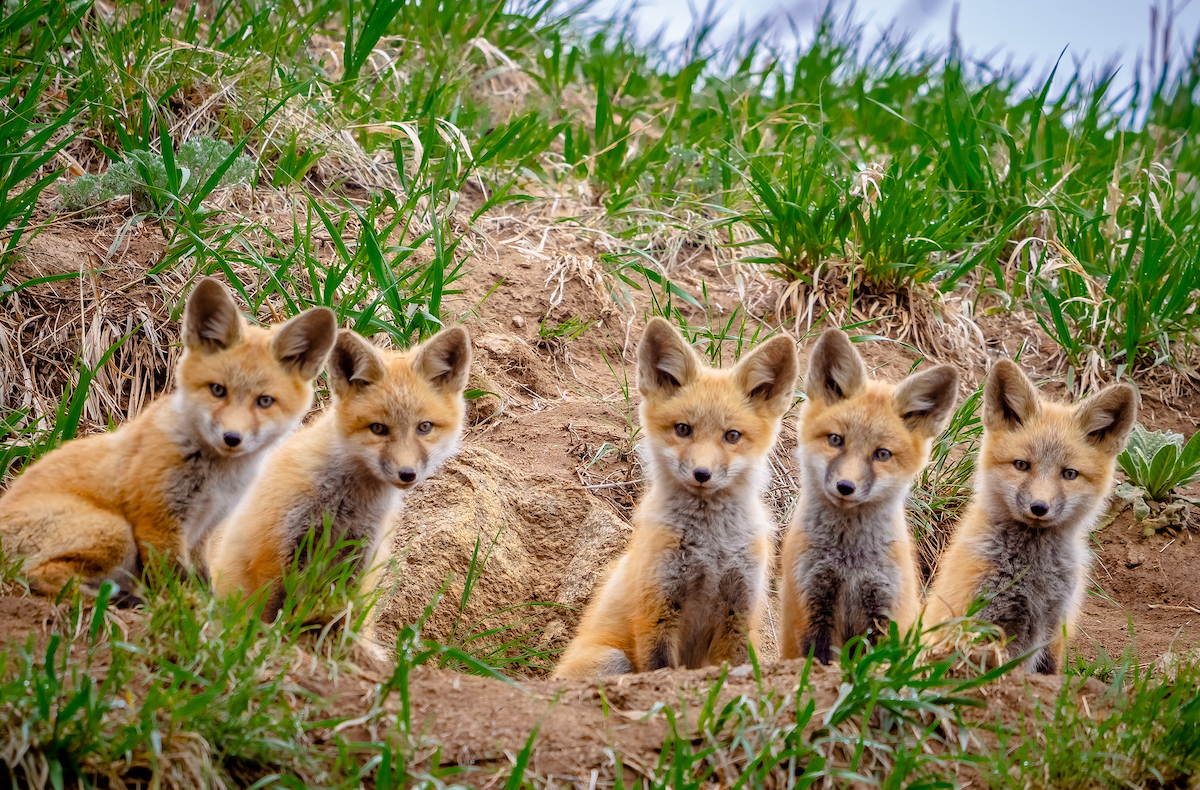 Photo Courtesy: Colorado Parks and Wildlife (CPW)
