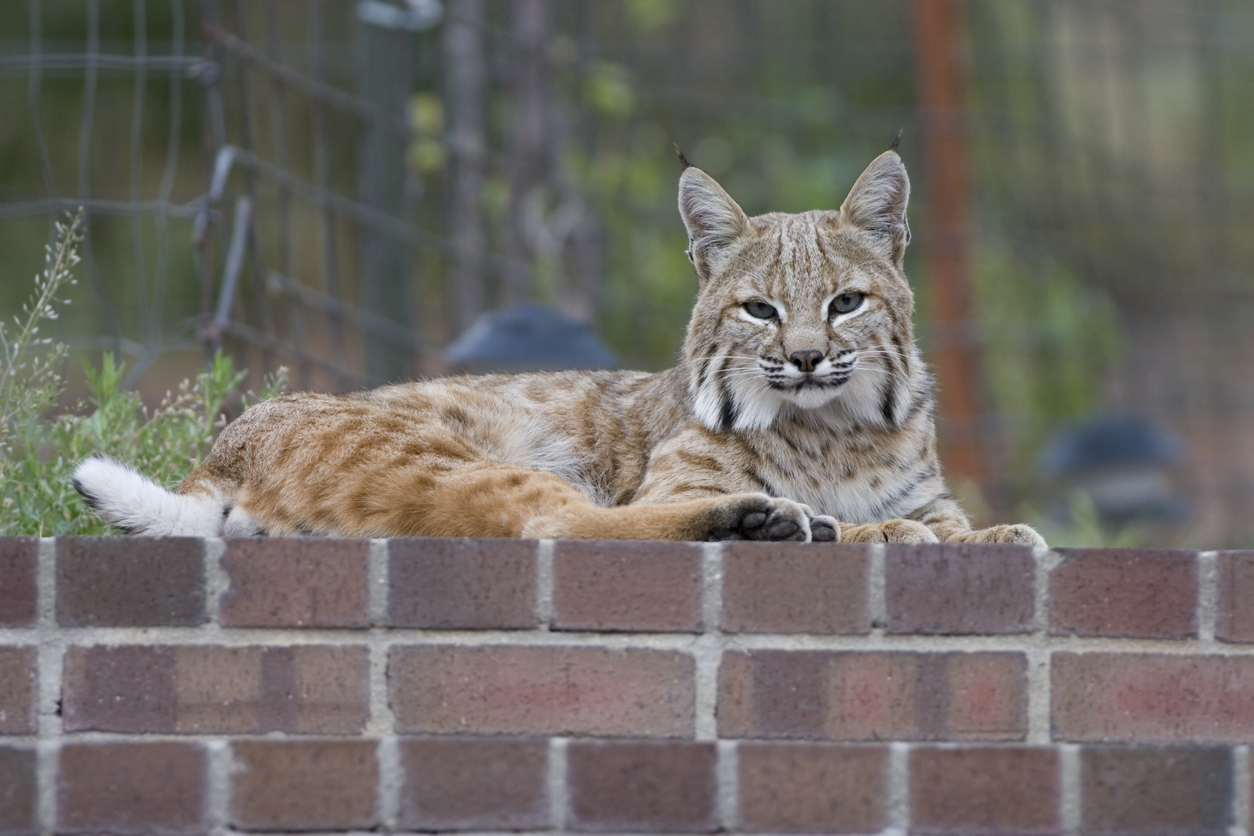 A Colorado bobcat. Photo Credit: milehightraveler (iStock). (milehightraveler)