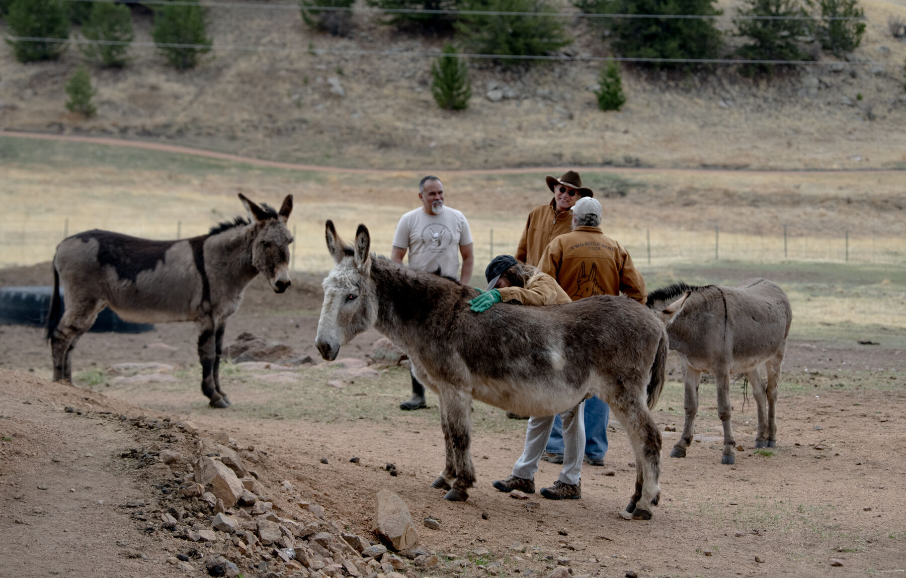 Members of the Two Mile High Club mingle among the donkeys in their winter pasture on Friday, May 5, 2023. (Parker Seibold, The Gazette) (Parker Seibold)