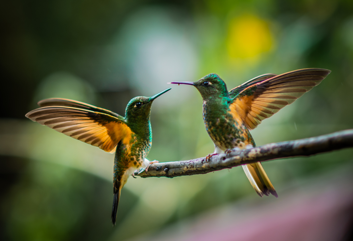 2023 migration map shows arrival of hummingbirds in Colorado