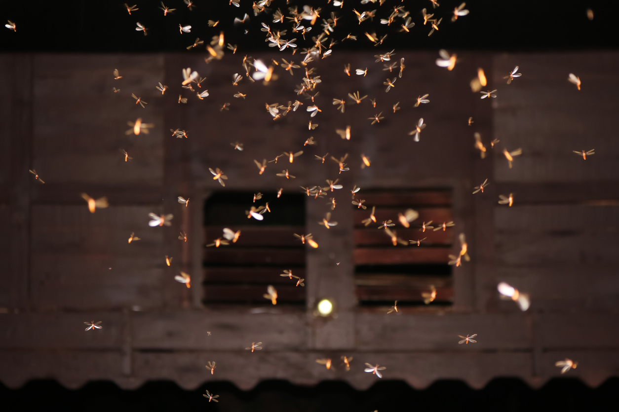 Photo Credit: NeagoneFo (iStock). (NeagoneFo)