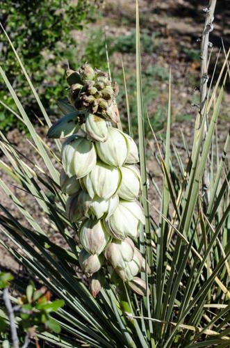 Year-round gardening: Incorporating yuccas in your Colorado landscape