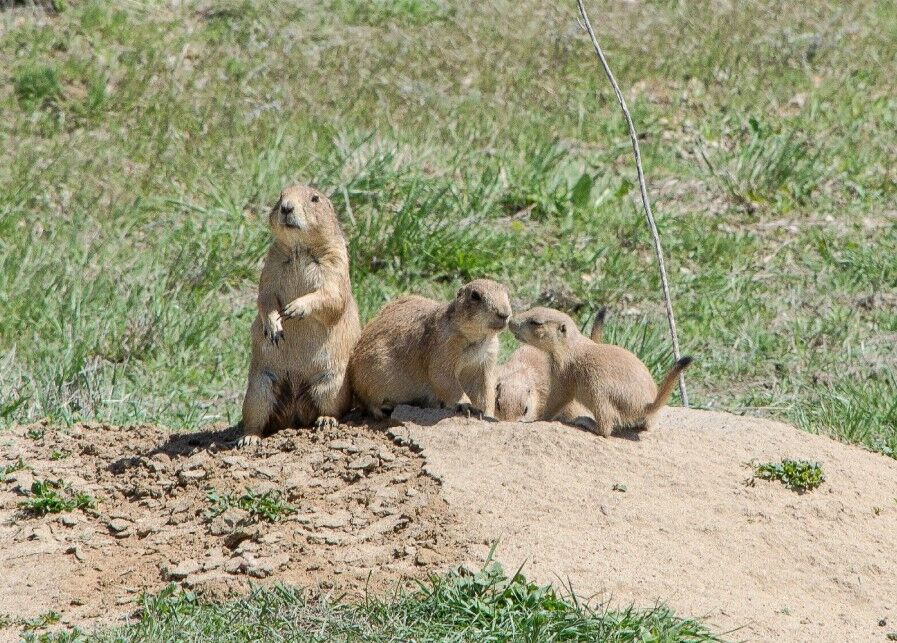 Black-tailed prairie dog pups. (PHOTO: Elisa Dahlberg/U.S. Fish and Wildlife Service.) (Elisa Dahlberg/U.S. Fish and Wildlife Service)