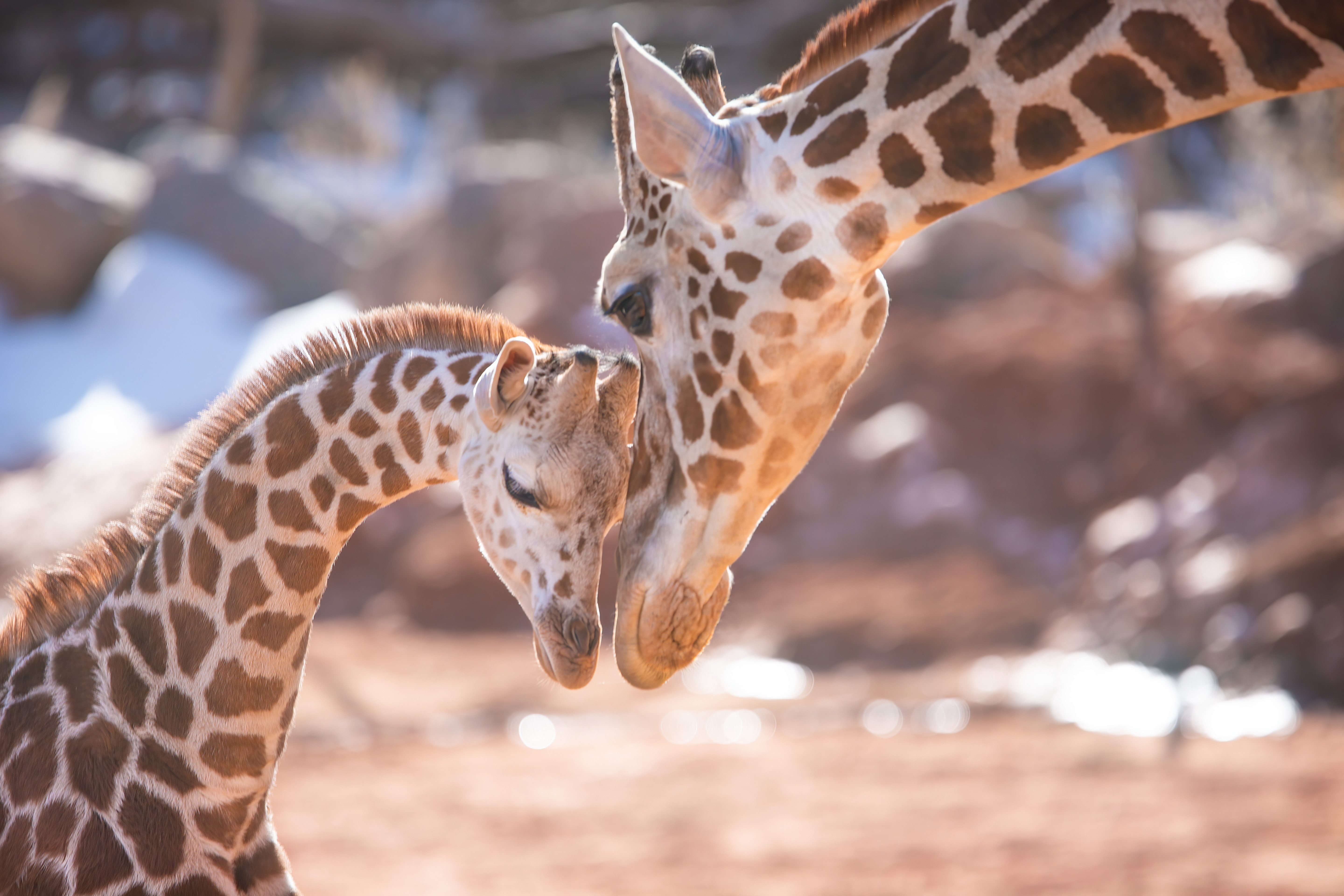 Giraffe calf Wednesday touches heads with her mother, Bailey, at the Cheyenne Mountain Zoo. (Abby C./Cheyenne Mountain Zoo)