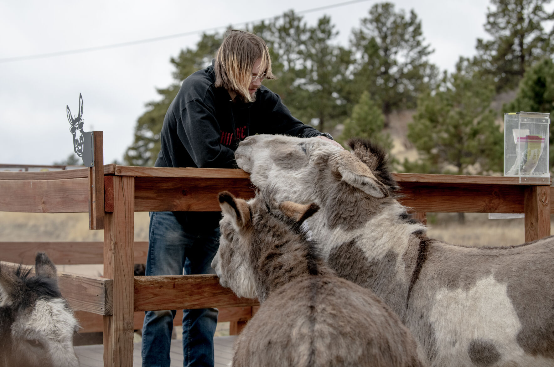 Ash Hunter, a new resident of Cripple Creek pets Wendy from a feeding platform on the side of the road on May 5. Hunter says since moving to Cripple Creek he has regularly visited the donkeys, which improves his mental health. Visitors can stop at the feeding station any time of the year. (Parker Seibold)