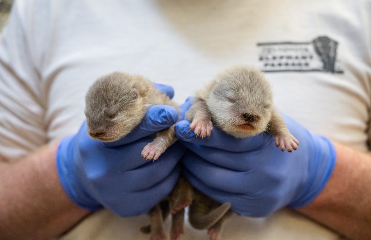 A zookeeper holds two otter pups at the Denver Zoo. (Courtesy of the Denver Zoo)