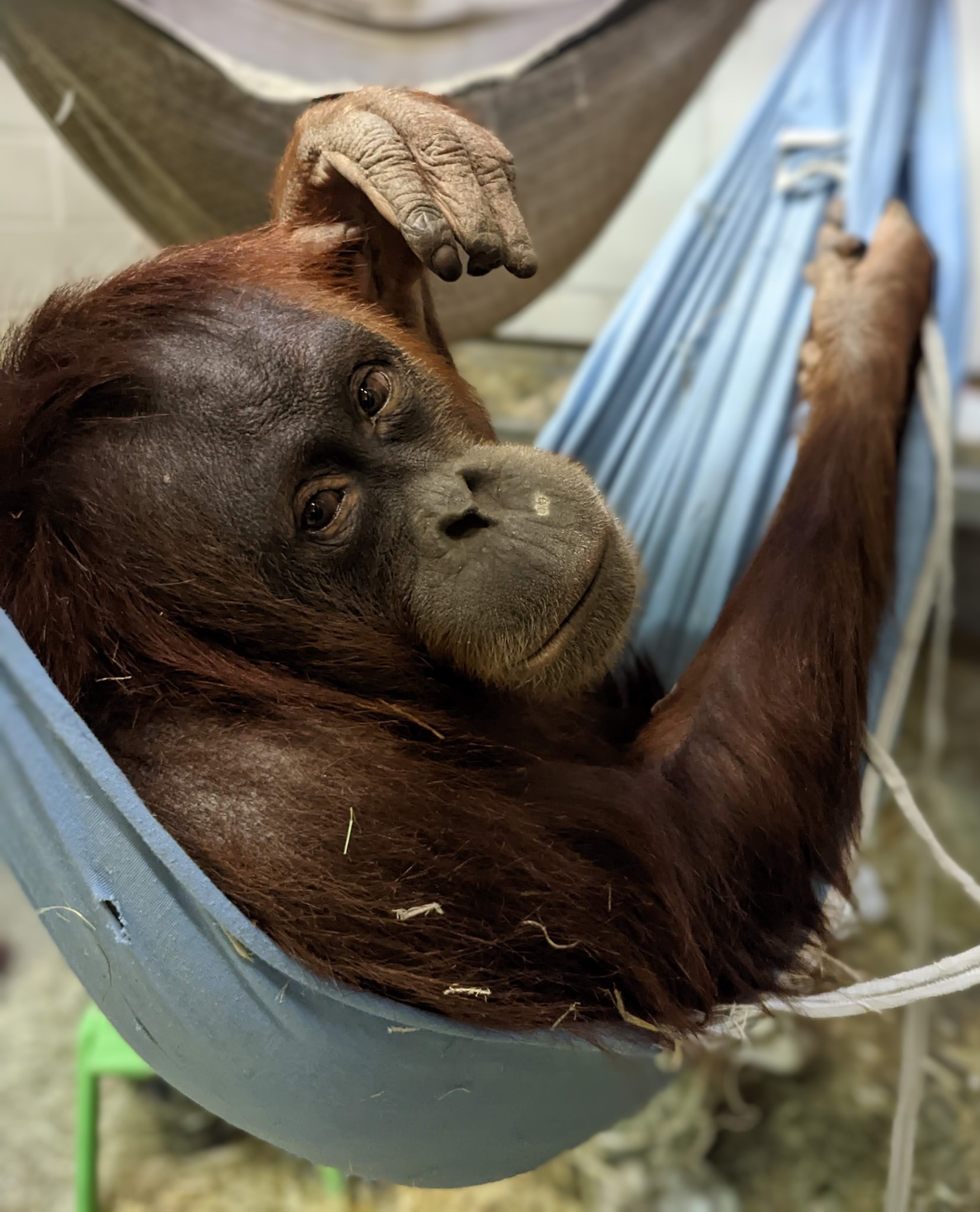 Eirina, a Denver Zoo Sumatran orangutan, is pregnant and expecting her first baby in late July or early August. (Courtesy of the Denver Zoo)