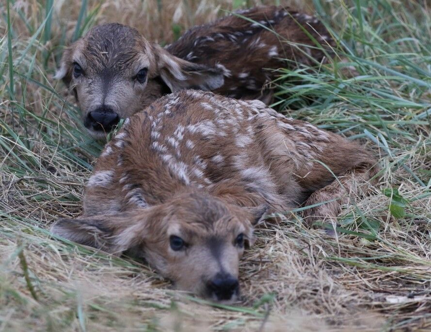 Deer fawns laying in the grass (Ray Fetherman/U.S. Fish and Wildlife Service)