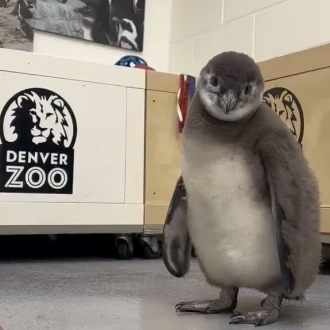 An African penguin chick at the Denver Zoo. (Courtesy of the Denver Zoo)