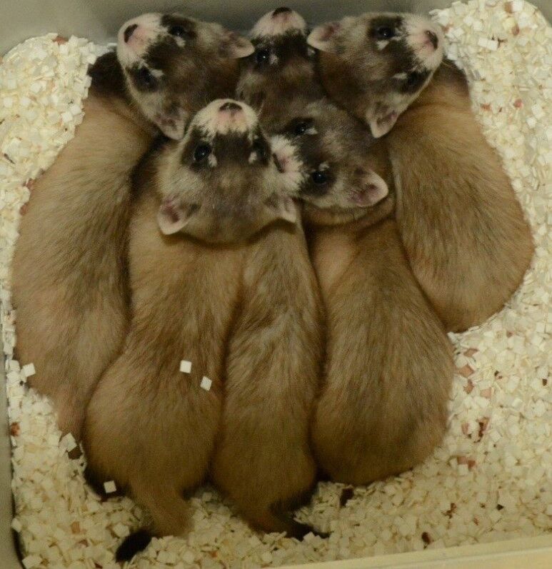 Black-footed ferret kits (Courtesy of U.S. Fish and Wildlife Service)