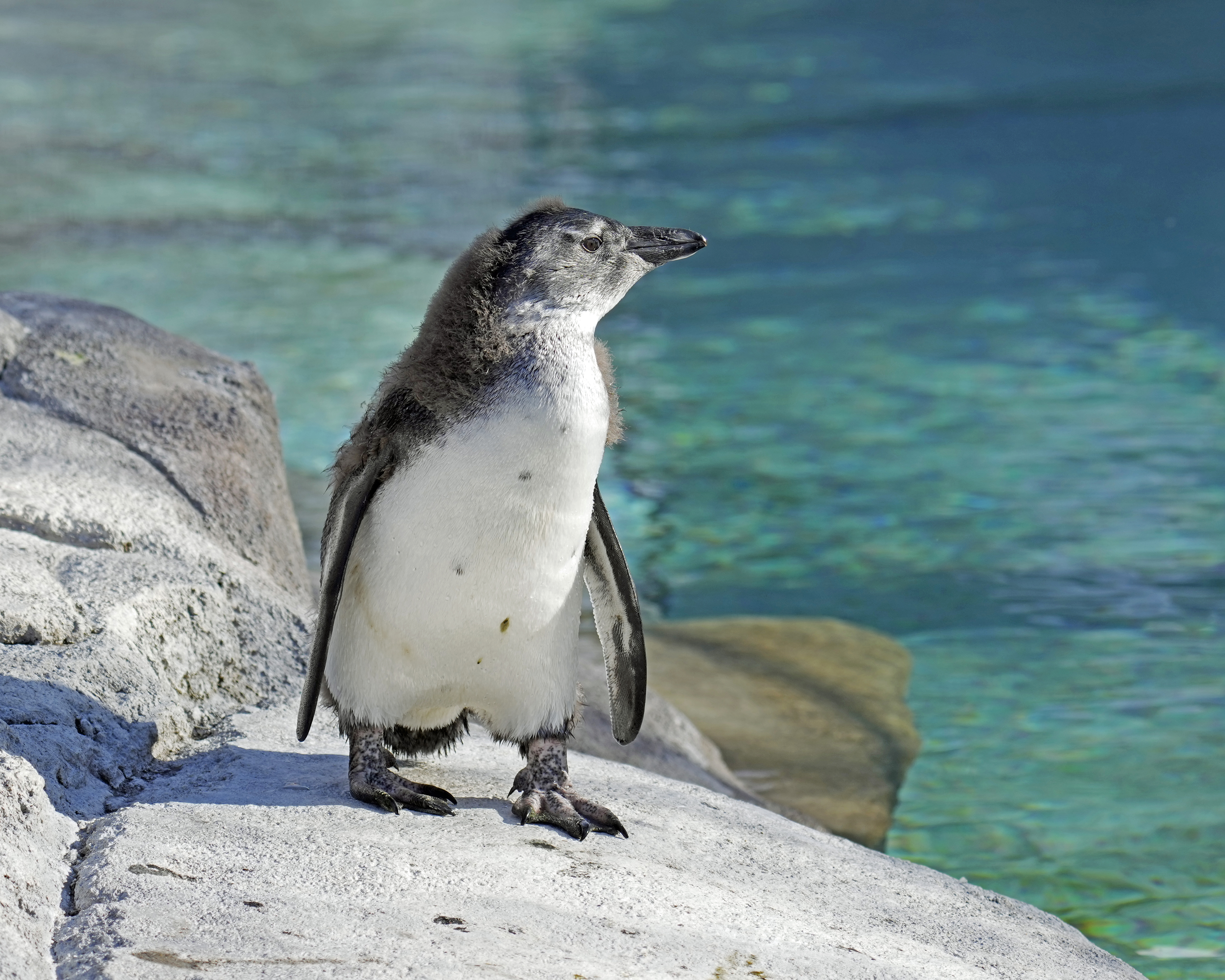 African penguin chick Gwen walks around her enclosure at the Denver Zoo. (Courtesy of the Denver Zoo)