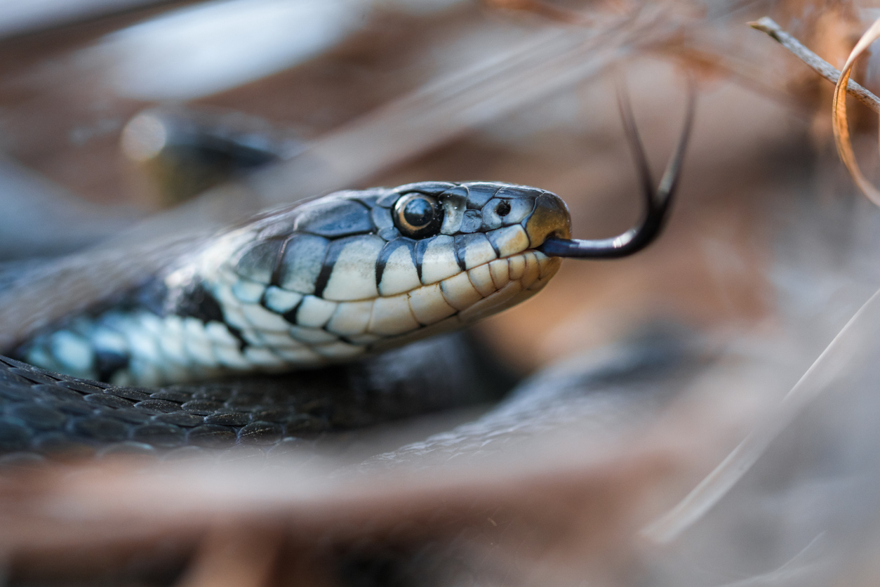 Woman discovers snakes living in the walls of her Colorado home