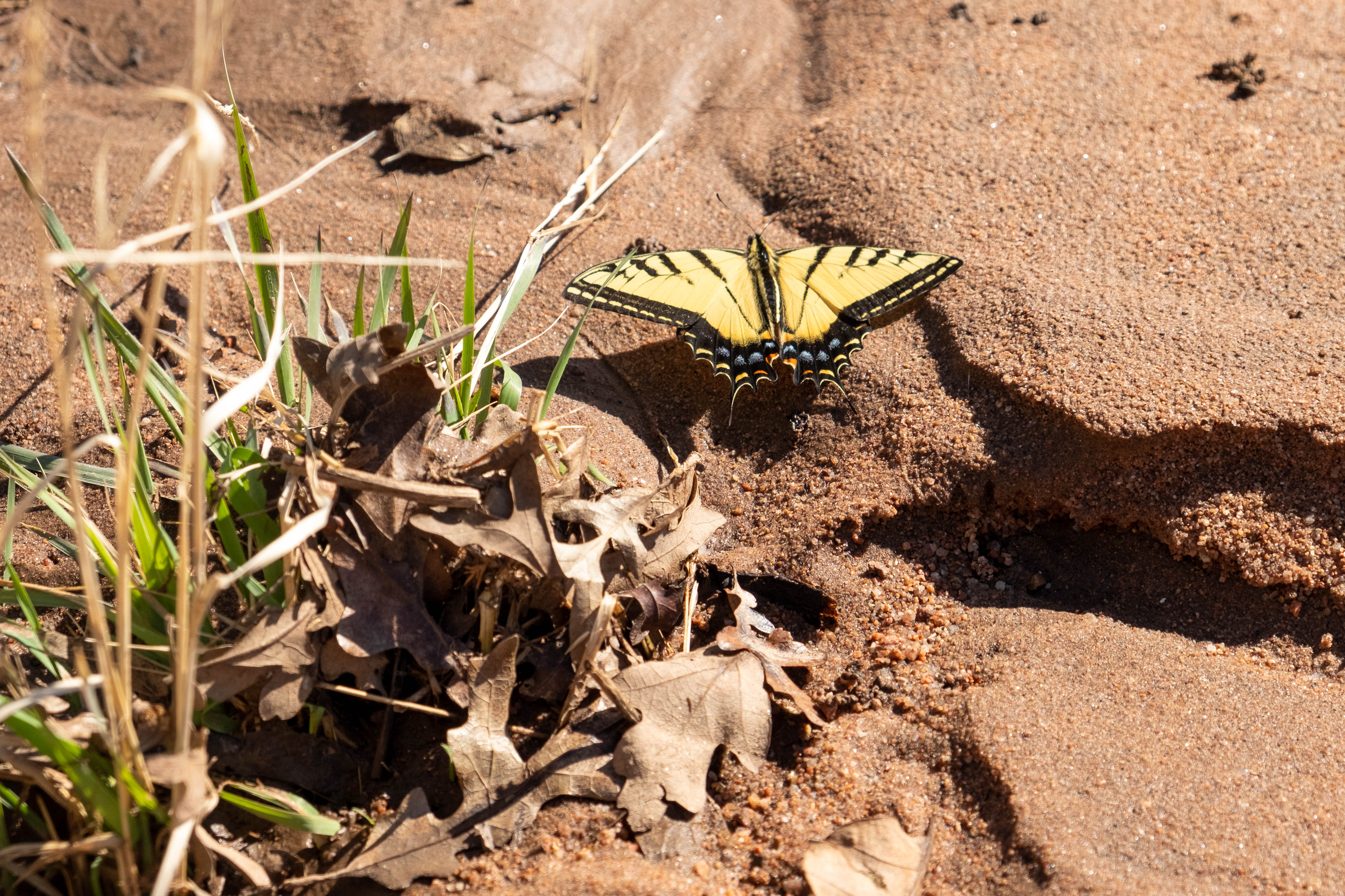 A Western Tiger Swallowtail butterfly warms its wings on some sand on the side of the Waterton Canyon trail Saturday, April 29, 2023 in Littleton, Colorado. (JonathanIngrahamDigital Strategistjonathan.ingraham@denvergazette.comhttps://denvergazette.com/content/tncms/avatars/c/dd/7f0/cdd7f086-b693-11ec-b373-bba598953eb6.fc0f5608a6f1144f64f080f771bd904d.png)