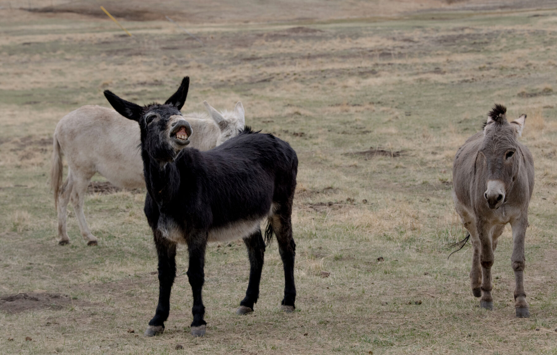 One of Cripple Creek’s famous donkeys, Hershey, shows his teeth and brays after getting into a rift with one of the other males in the herd. The donkeys spend the winters in a pasture just outside town, but typically from May 15 to Oct. 15 every year they roam free. This month’s release is being delayed because of weather. (Parker Seibold, pikes peak courier)
