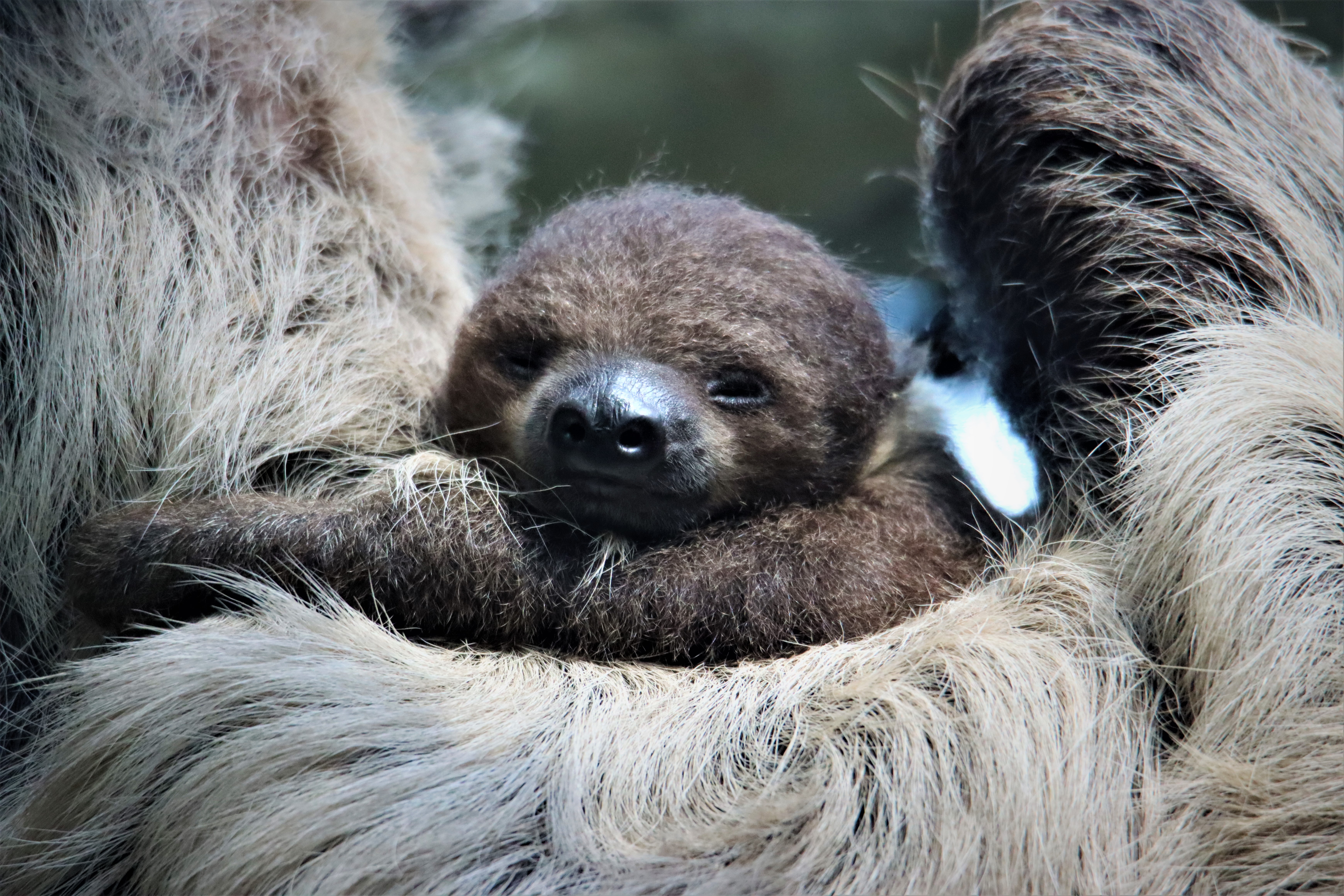 Wicket, the Denver Zoo's baby two-toed sloth, clinging to mom Charlotte. (Courtesy of Denver Zoo)