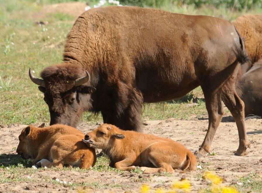 Plains bison calves (Rich Keen / U.S. Fish and Wildlife Service)