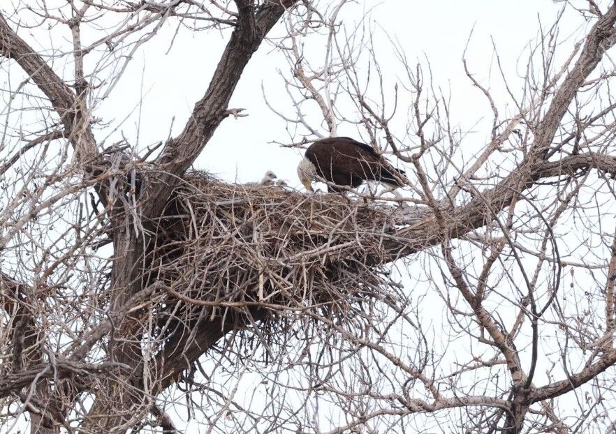 Bald eagle eaglets nest with a parent watching over them. (Ray Fetherman/U.S. Fish and Wildlife Service)