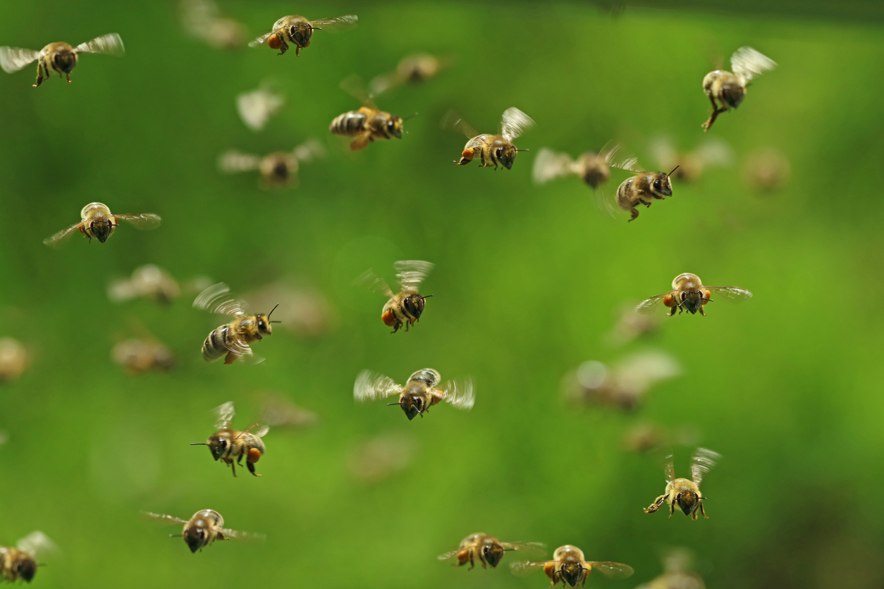 Bees swarm mother and children, stinging mother 75 times resulting in hospitalization