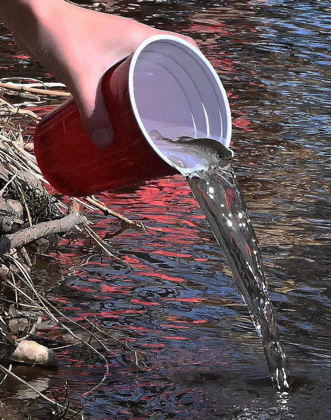 Dozens of tiny rainbow trout were put into Fountain Creek on Monday, May 1, 2023. The students have been raising the fish as a project to later release the fish. (Photo by Jerilee Bennett, The Gazette)