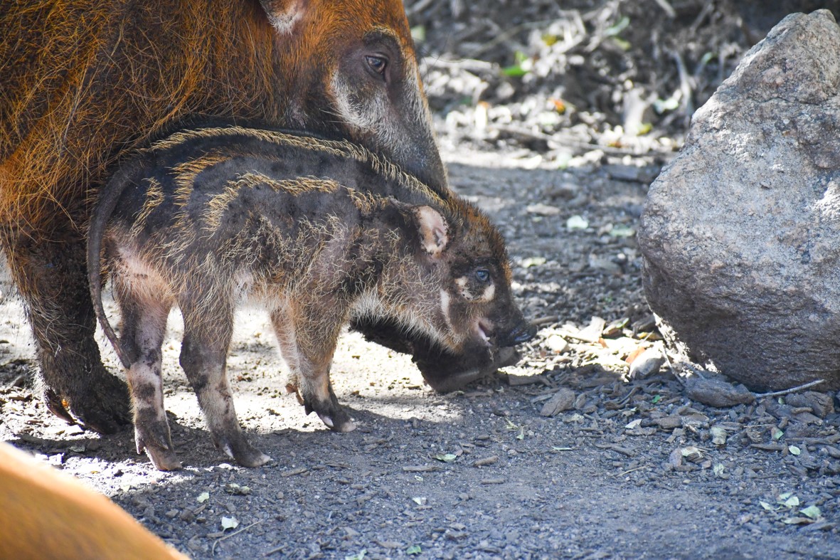 Red River hog hoglet Augustus, 
