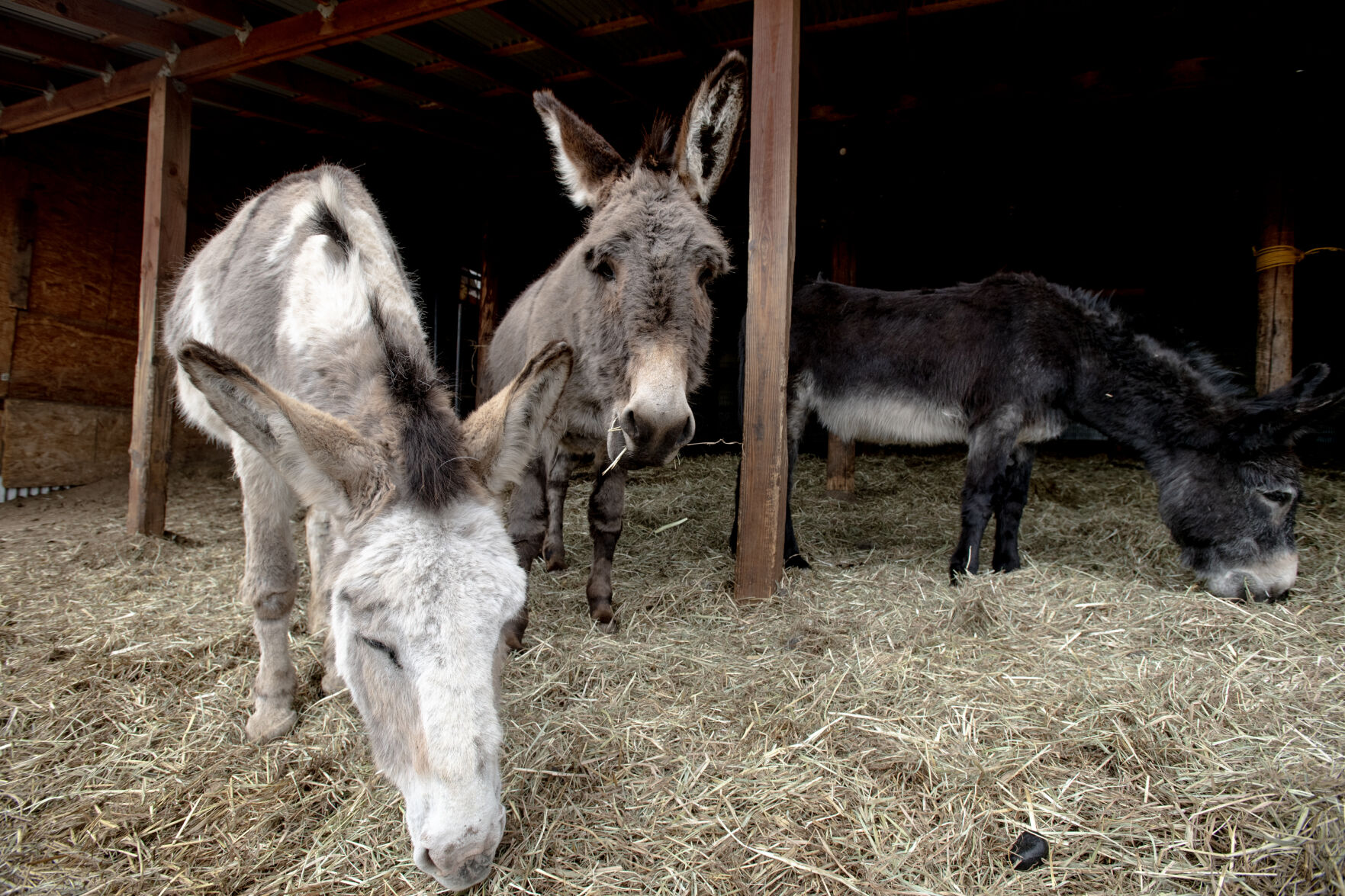 New release day set for Cripple Creek’s famous donkeys: Update