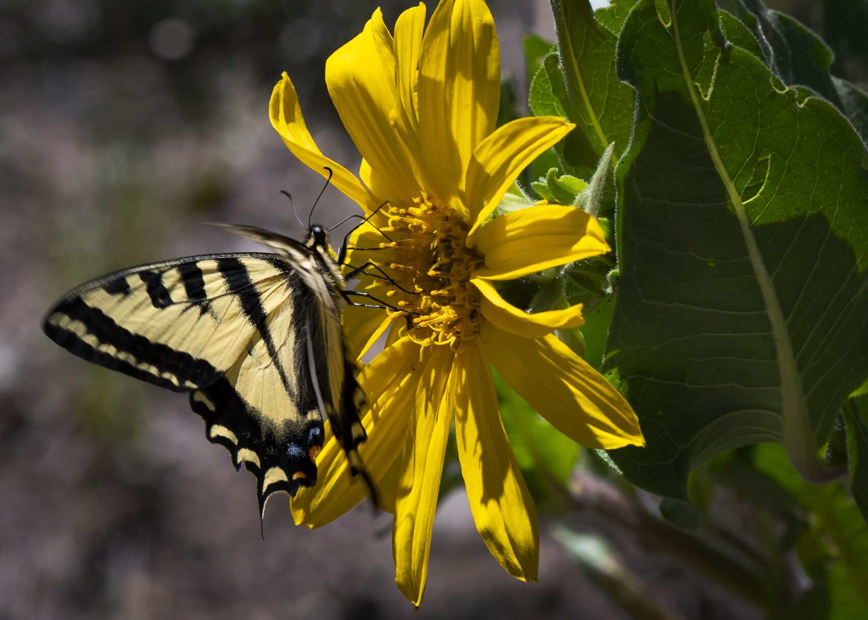 A butterfly lands on a mule's ear sunflower in the Brush Creek area of Crested Butte Wednesday, June 28, 2023. The sunflowers and other wildflowers were plentiful near the base of Pearl Pass. (The Gazette, Christian Murdock) (Christian Murdock/The Gazette)