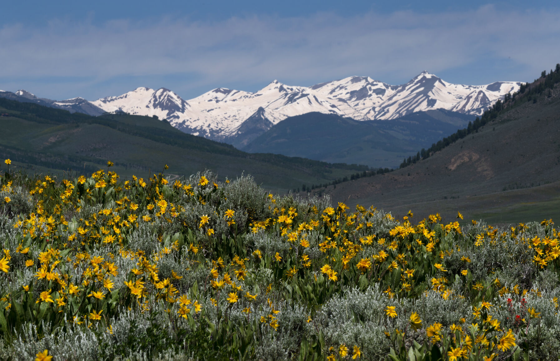 Snow still covers the Elk Mountains north of Crested Butte as the wildflowers bloom in the Almont Triangle Area in this June 28 photo. (Christian Murdock, The Gazette)