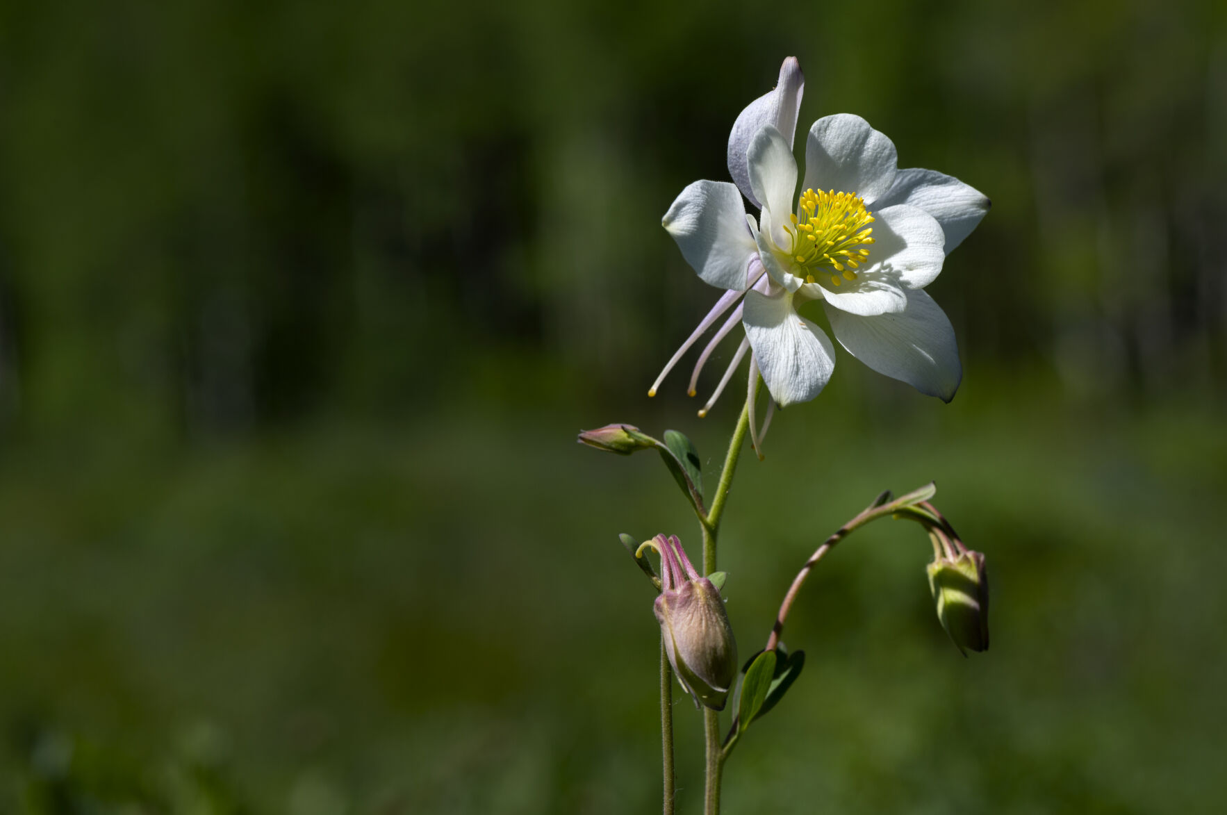 A columbine flower blooms in Washington Gulch Wednesday, June 28, 2023, near Crested Butte, Colo. (The Gazette, Christian Murdock) (Christian Murdock/The Gazette)